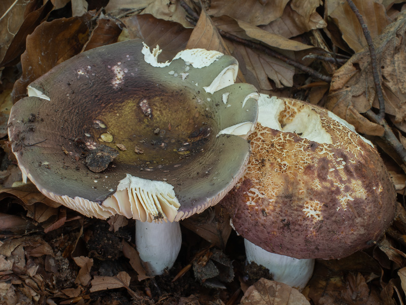 Russula olivacea